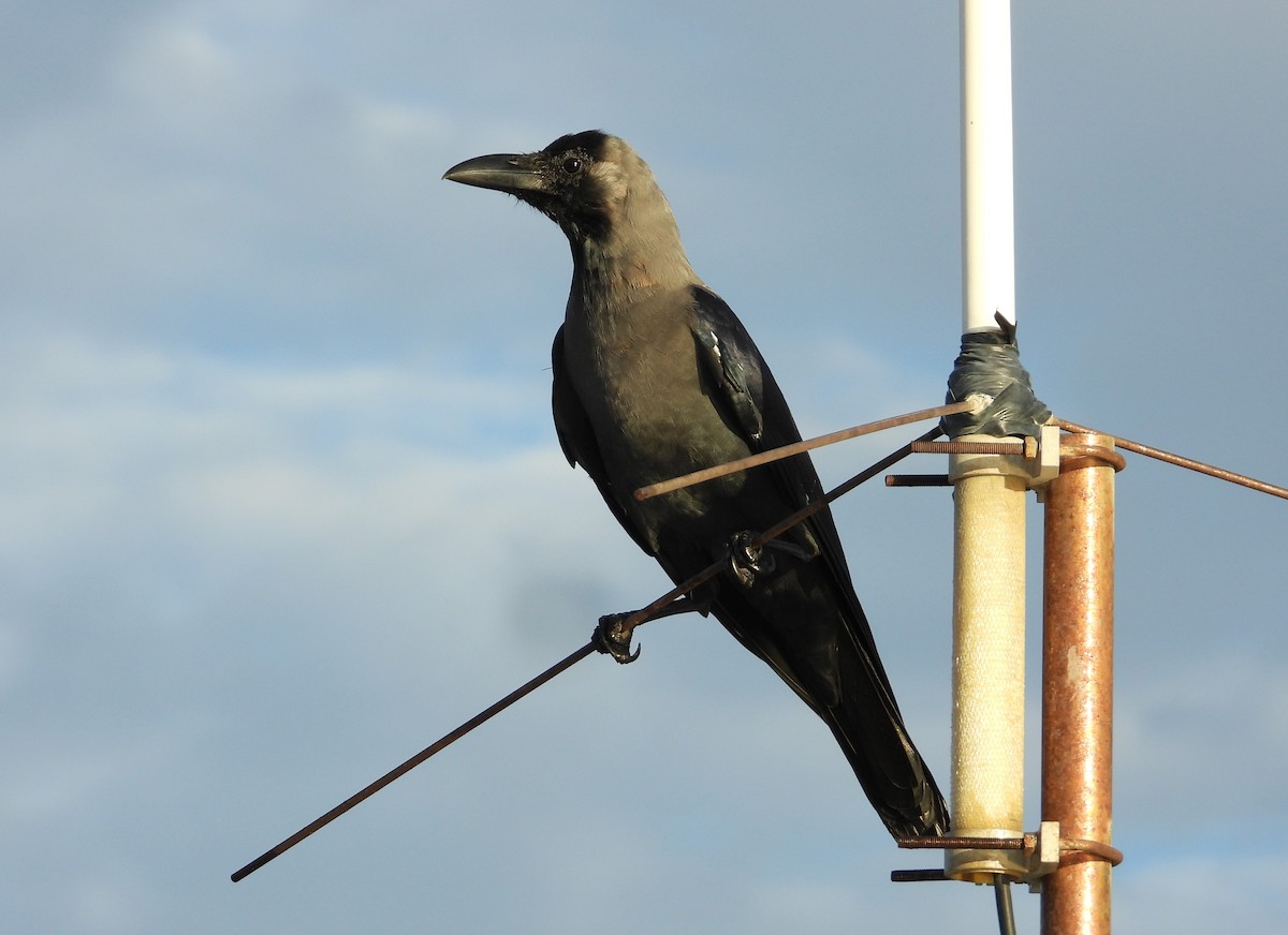 House Crow - ML613161472