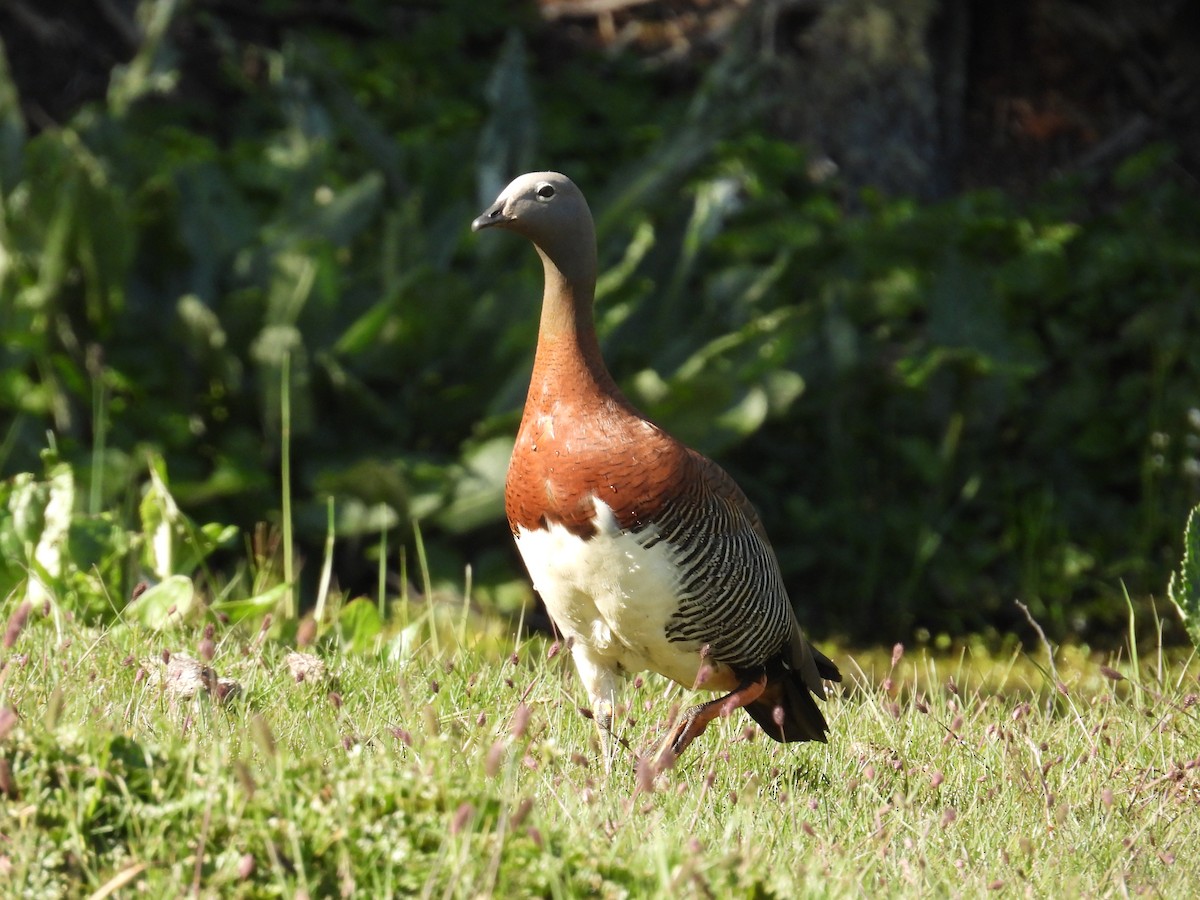 Ashy-headed Goose - ML613161476