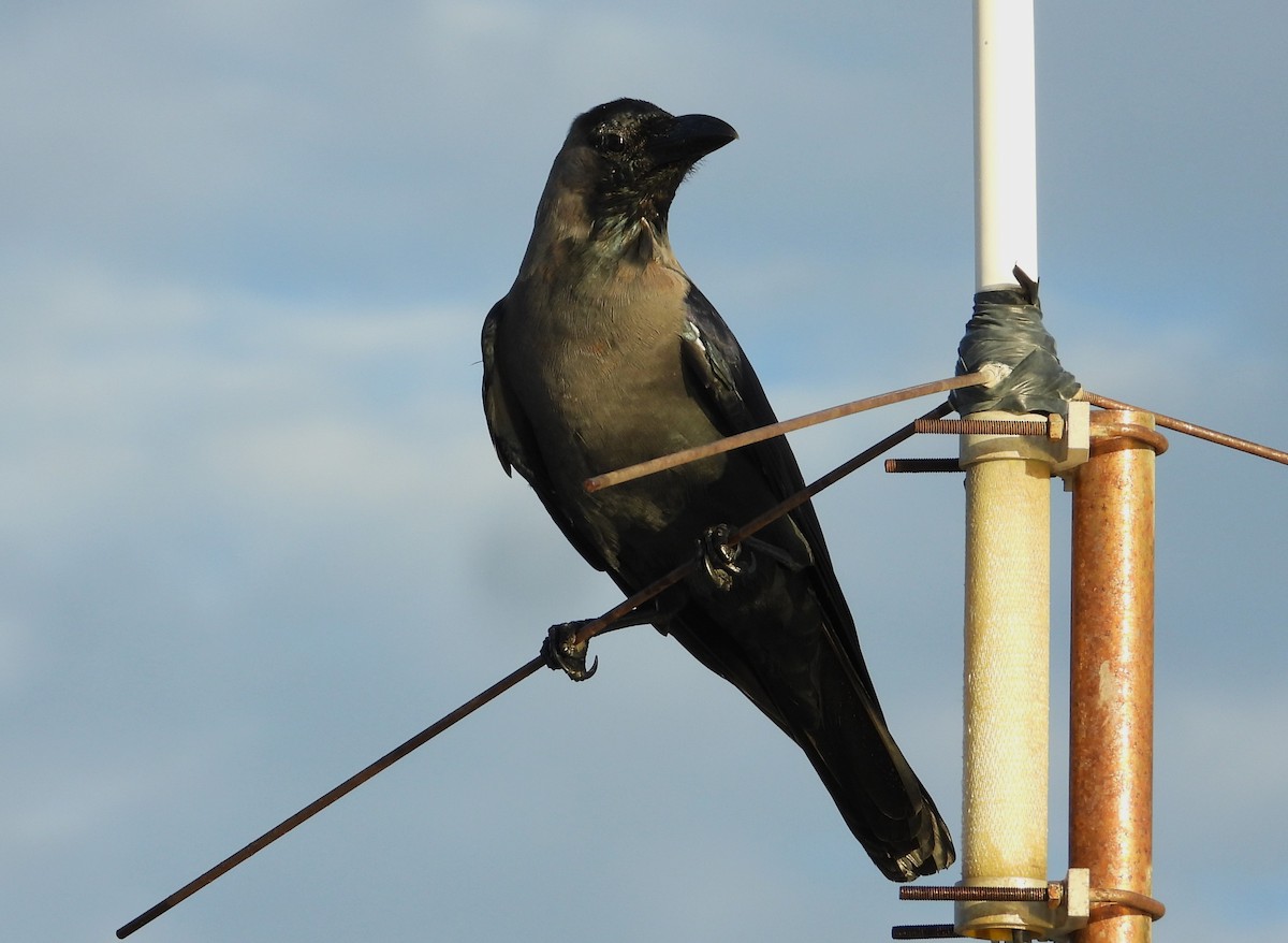 House Crow - ML613161487