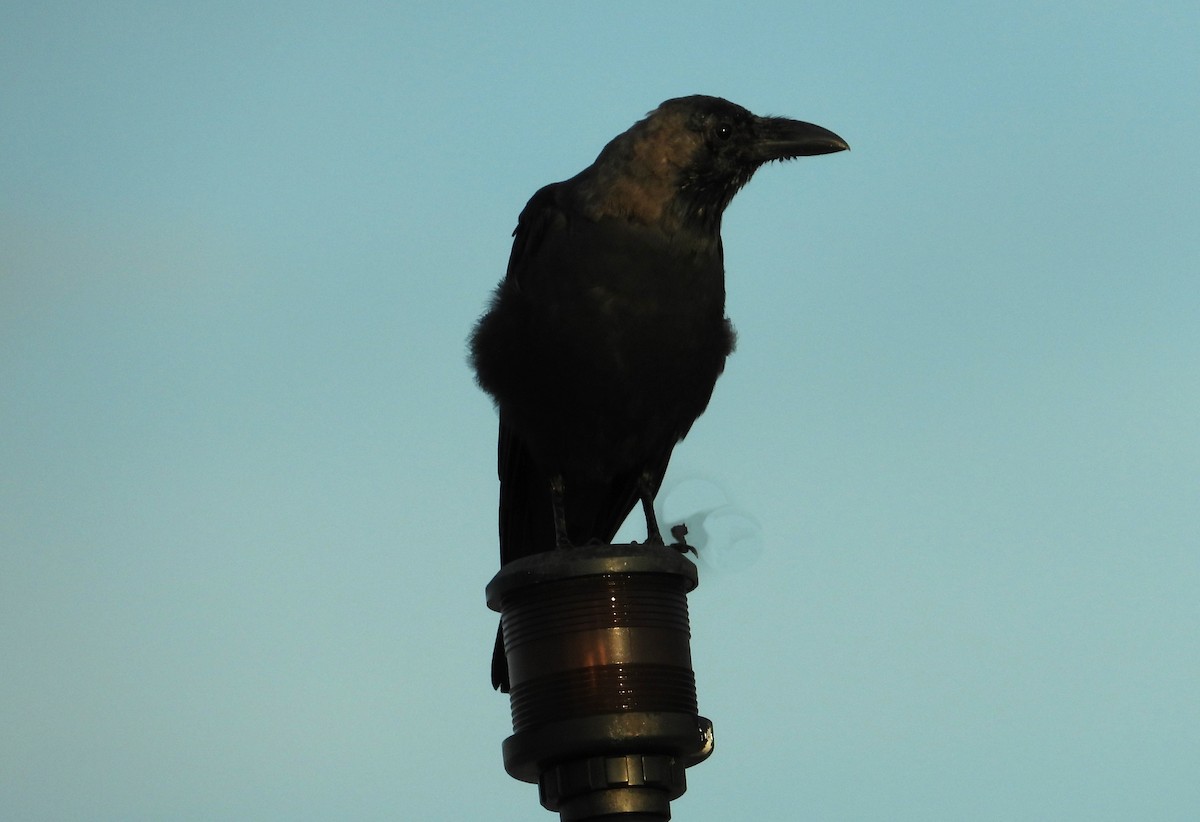 House Crow - ML613161497