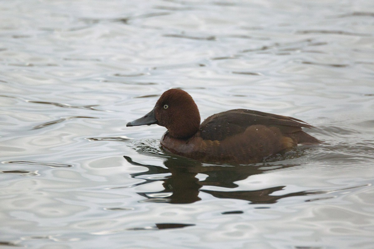 Ferruginous Duck - Severin Uebbing