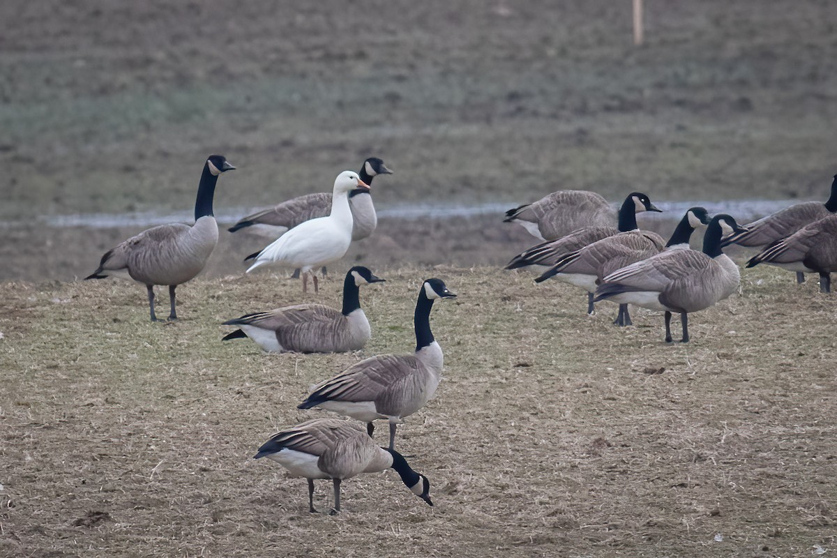 Snow Goose - ML613161607