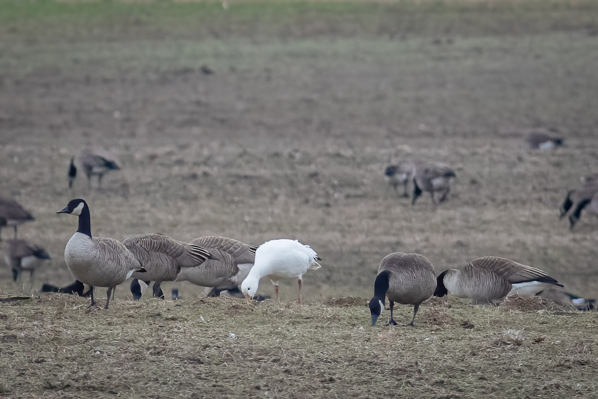 Snow Goose - ML613161608