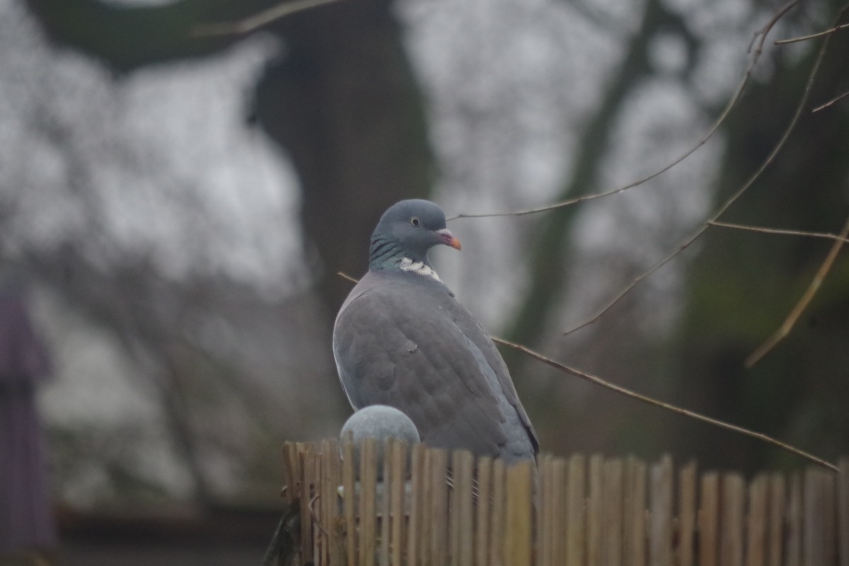 Common Wood-Pigeon - ML613161645