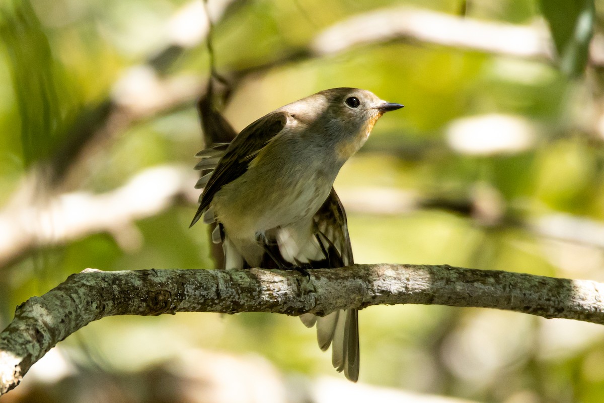 Taiga Flycatcher - ML613161683