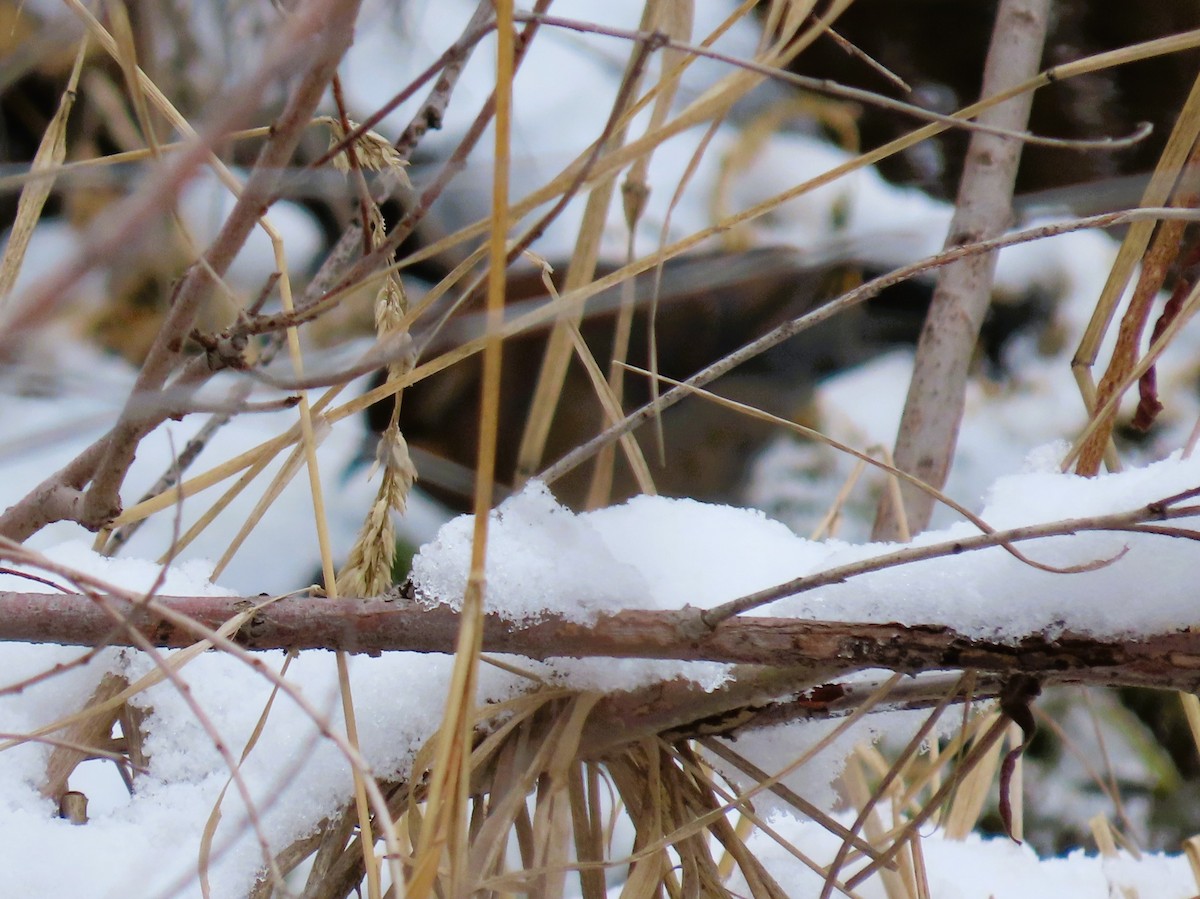 Rusty Blackbird - Robin Wolcott