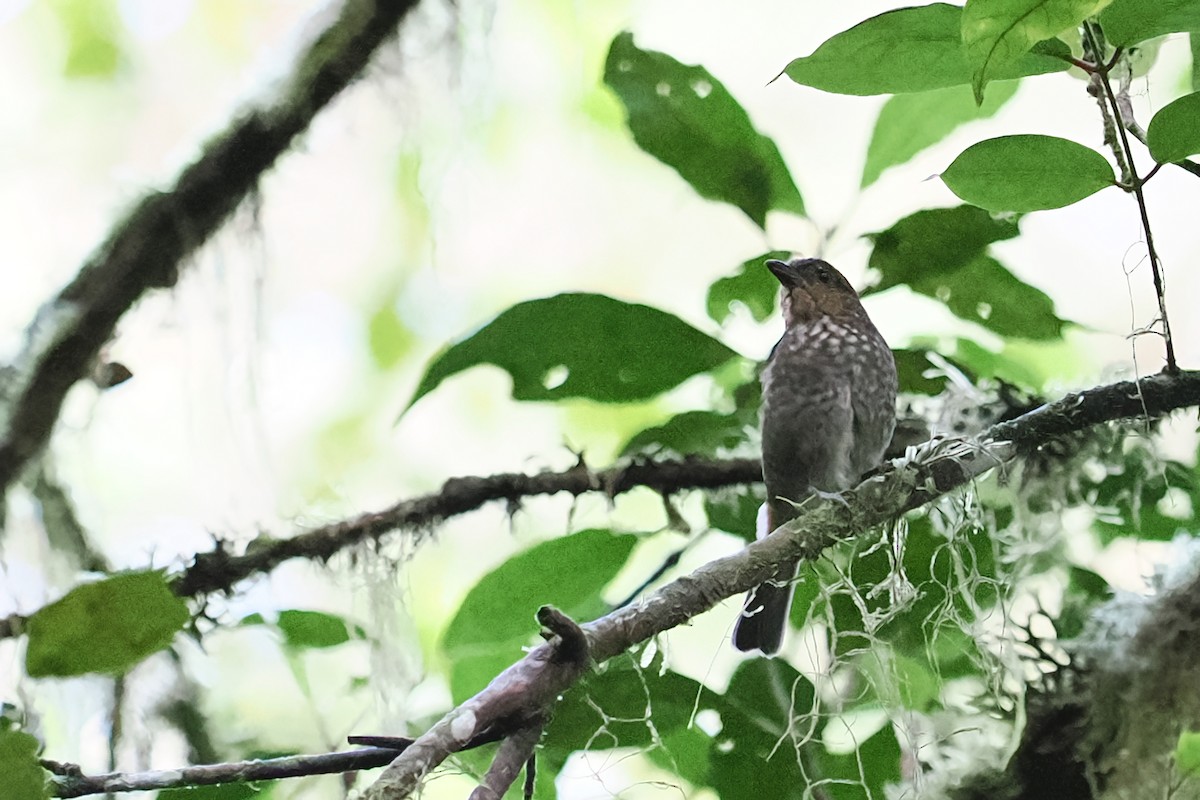 Mottled Berryhunter - ML613161732