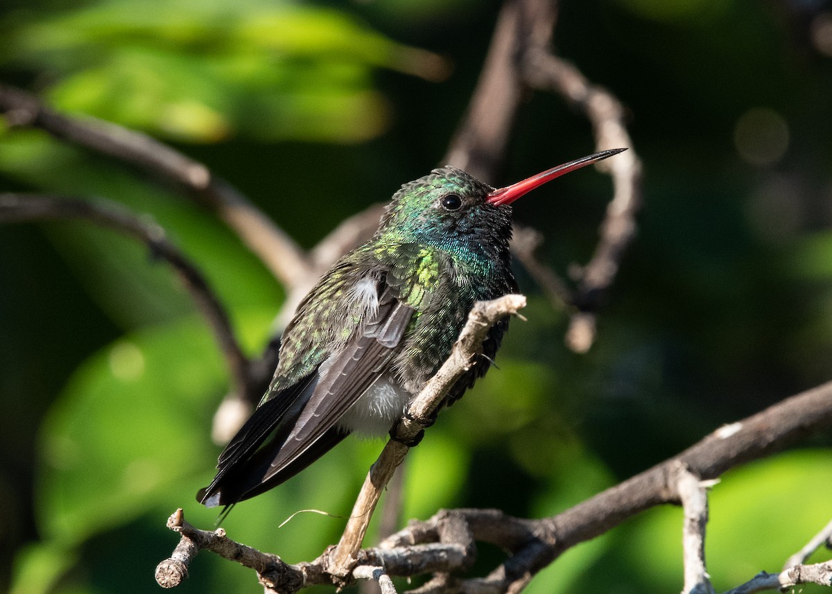 kolibřík širokozobý - ML613161772