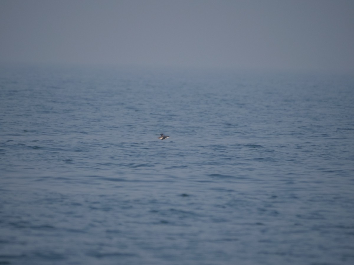 Long-billed Murrelet - ML613161777