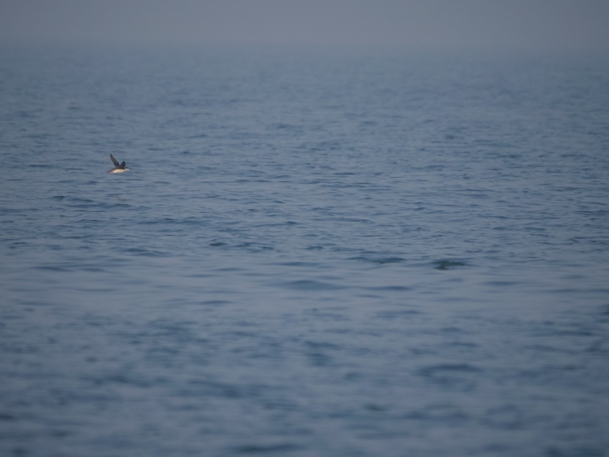 Long-billed Murrelet - ML613161778