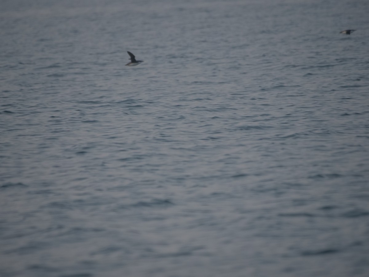 Long-billed Murrelet - ML613161779