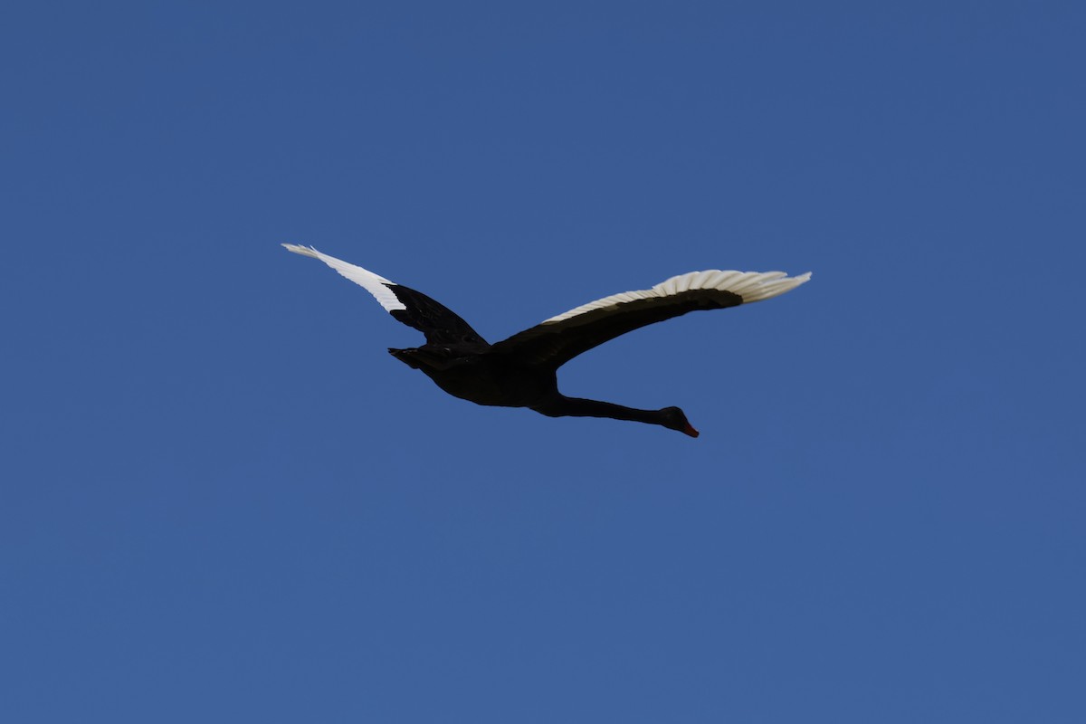 Black Swan - Bhubordee Ngamphueak