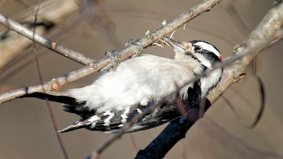 Downy Woodpecker - ML613161974