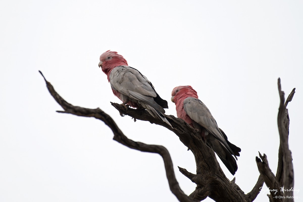kakadu růžový - ML613161977