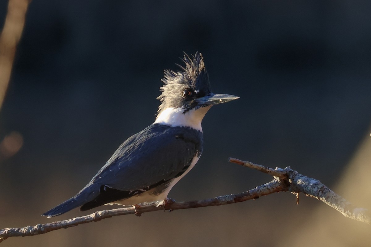 Belted Kingfisher - ML613161999