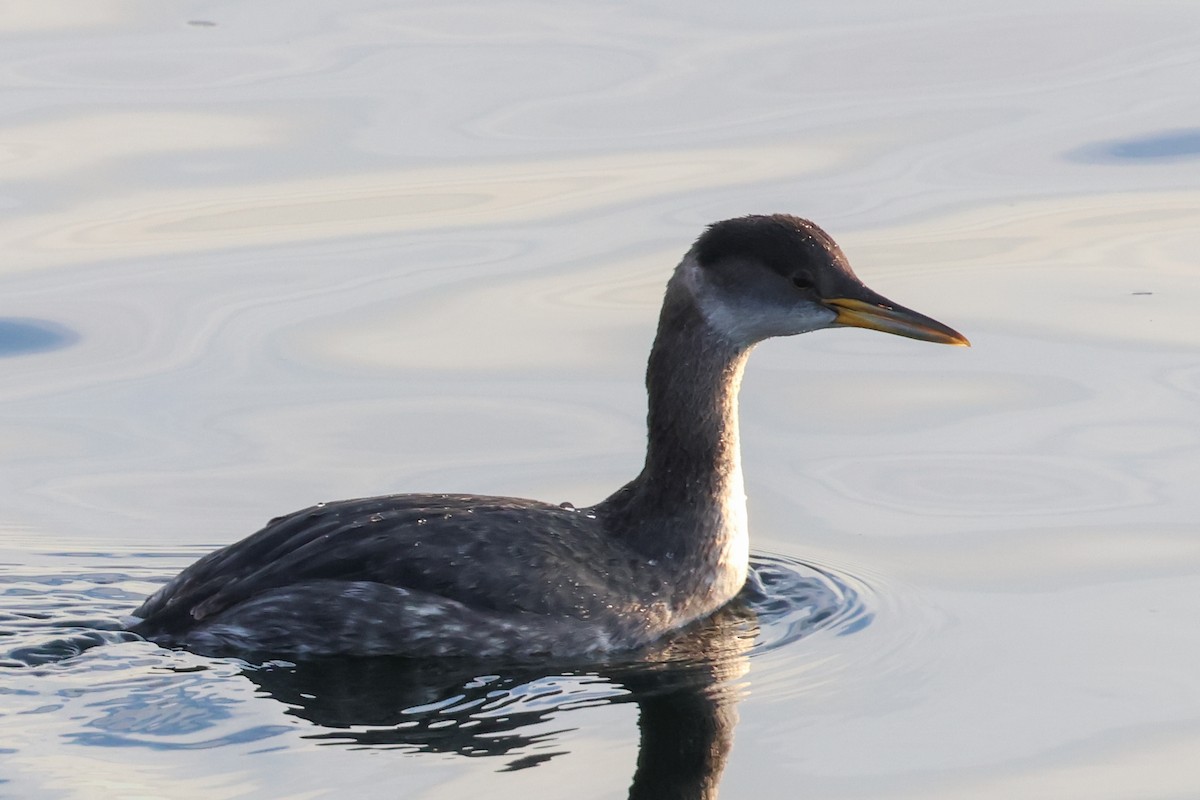 Red-necked Grebe - ML613162072