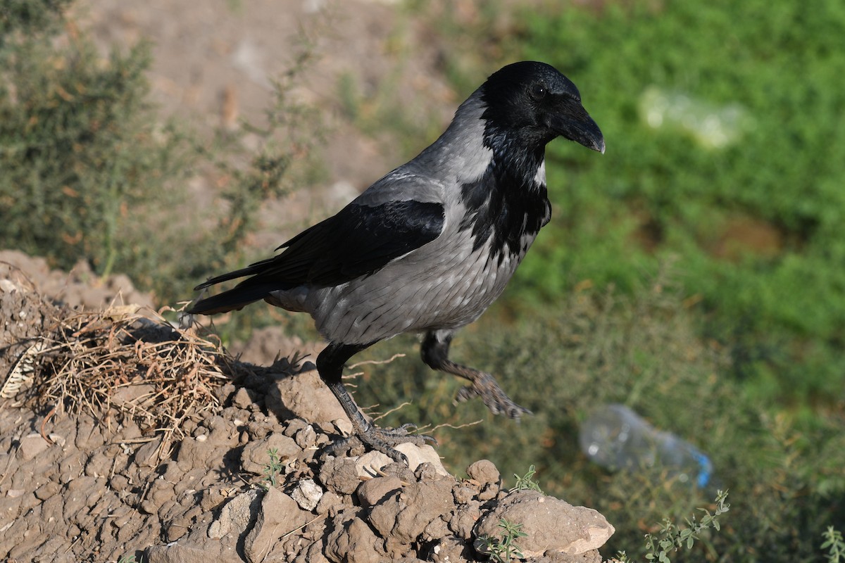 Hooded Crow - ML613162091