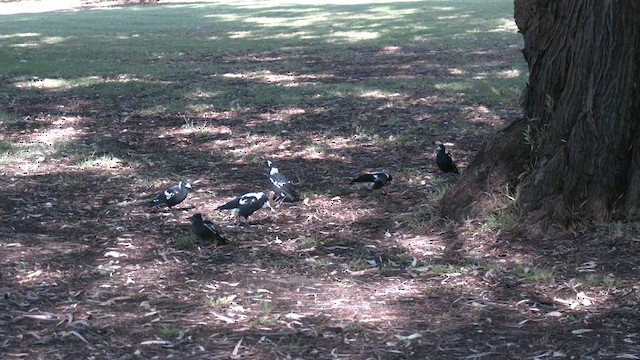 Australian Magpie (Western) - ML613162129