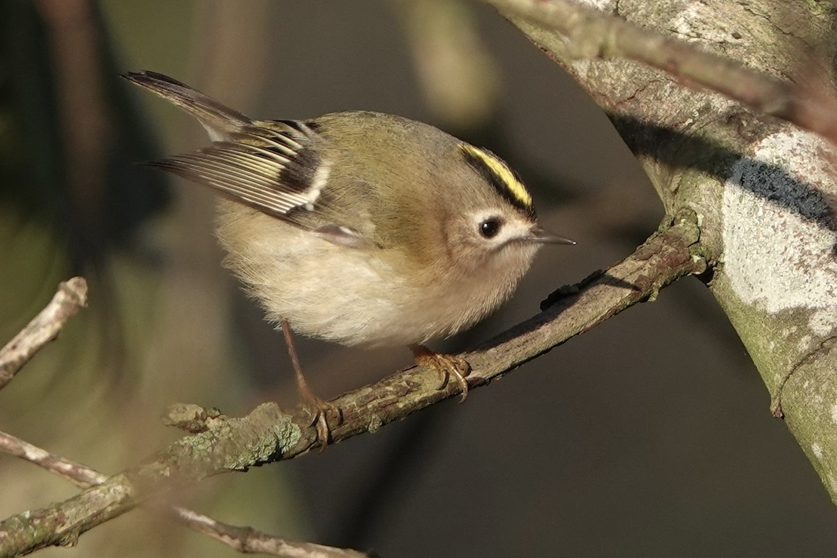 Goldcrest - David Oulsnam