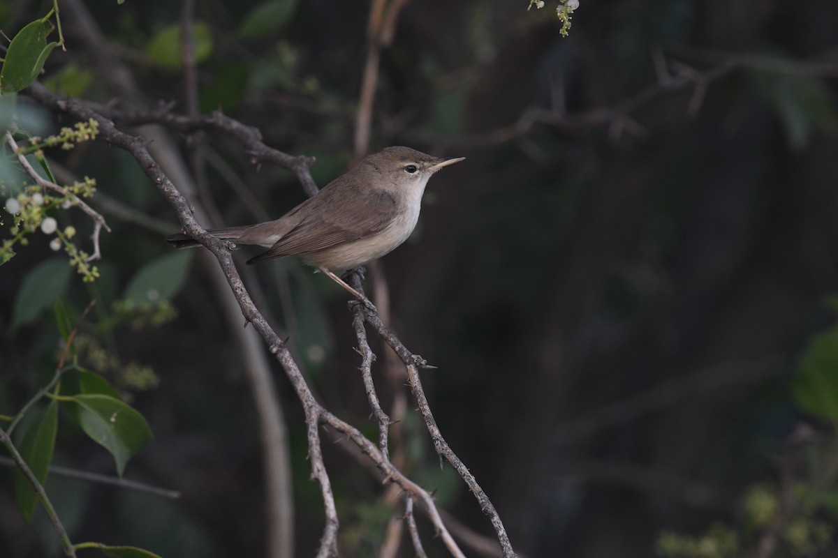 Booted Warbler - ML613162147