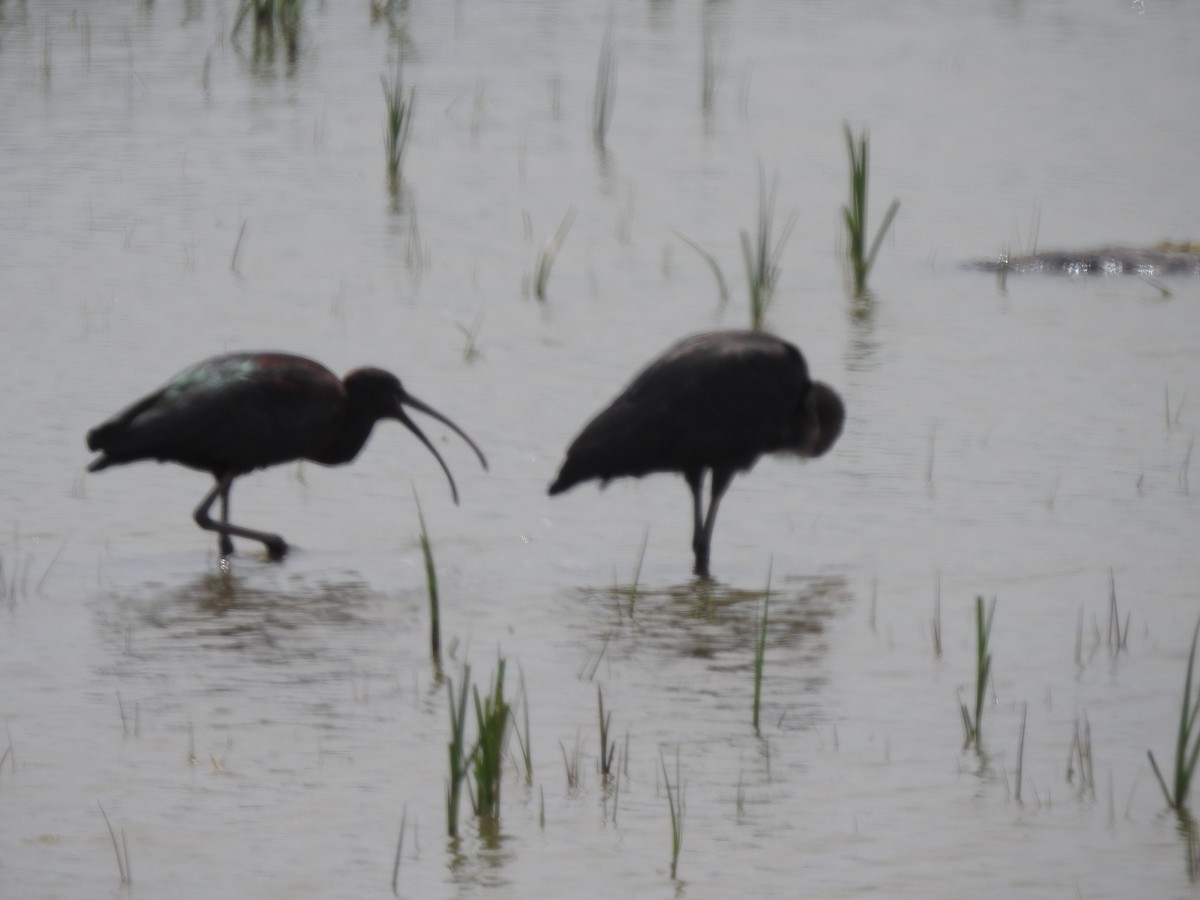 Glossy Ibis - ML613162181