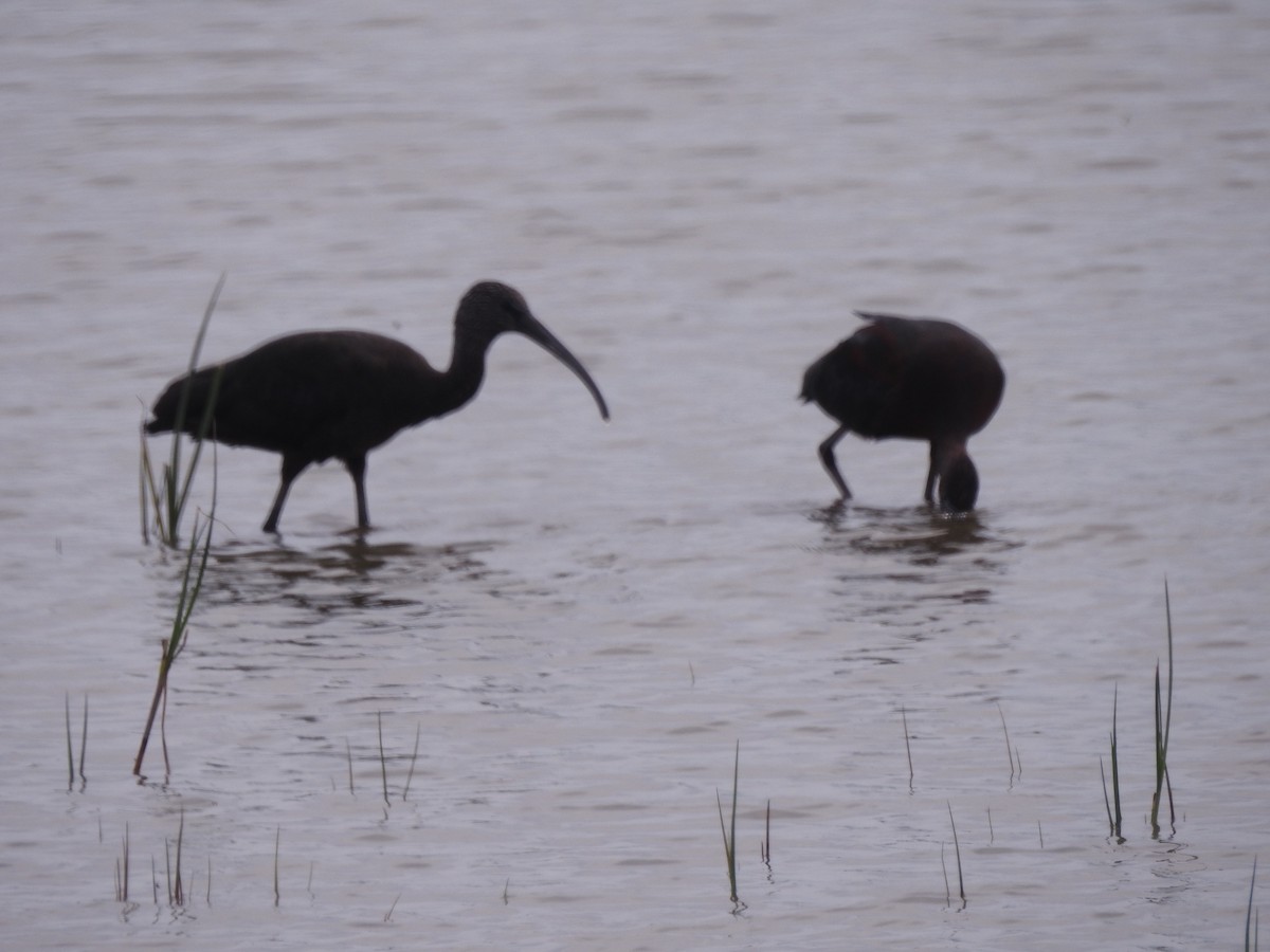 Glossy Ibis - ML613162182