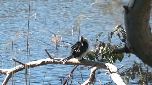 Little Pied Cormorant - ML613162214