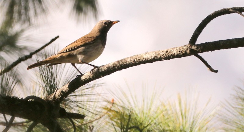 Black-throated Thrush - ML613162301