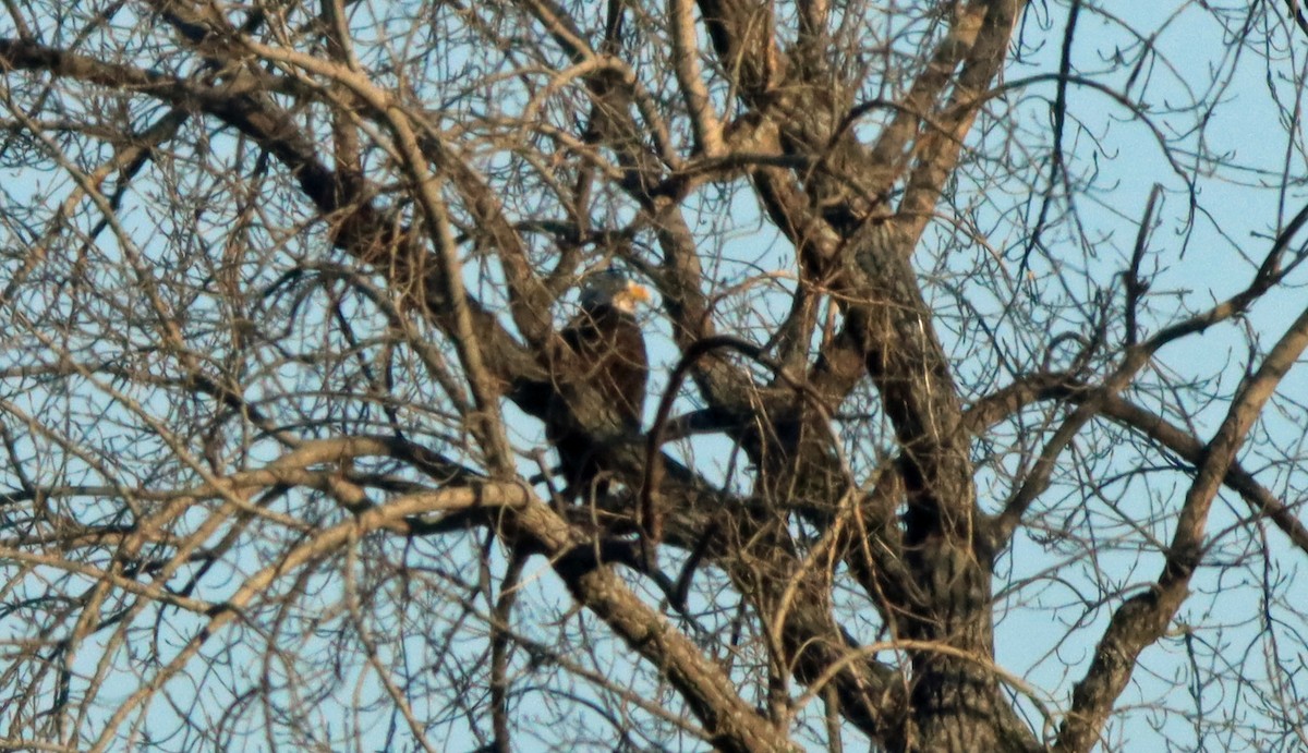 Bald Eagle - ML613162306