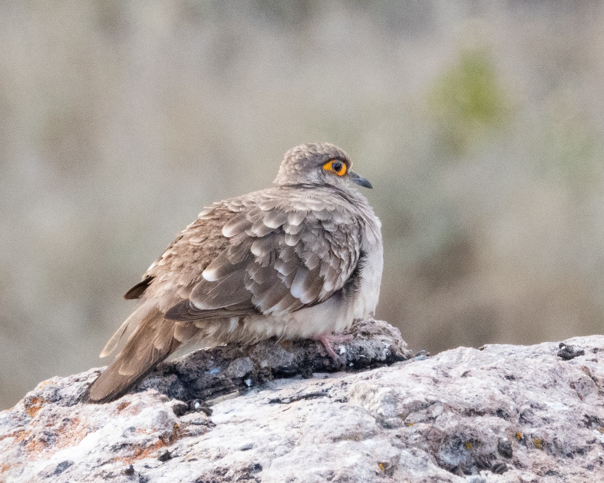 Bare-faced Ground Dove - ML613162315