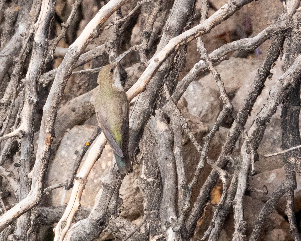 Oasis Hummingbird - ML613162321