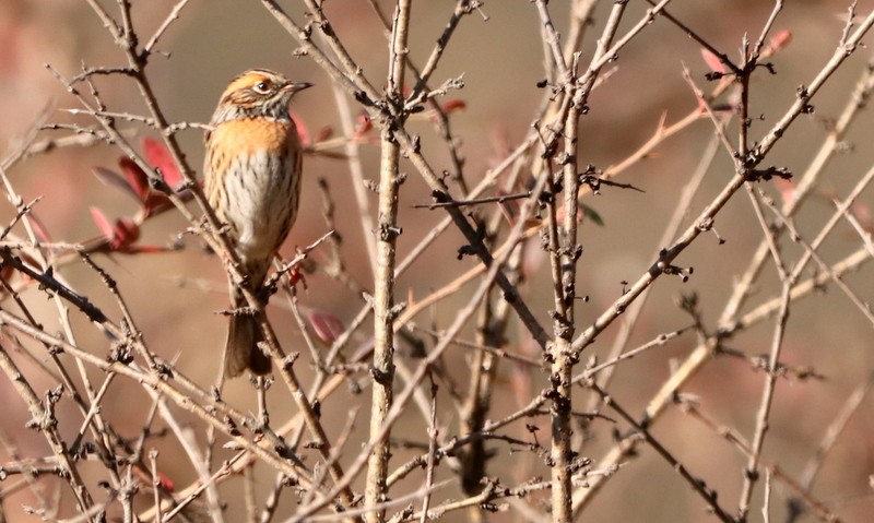 Rufous-breasted Accentor - Kris Webb