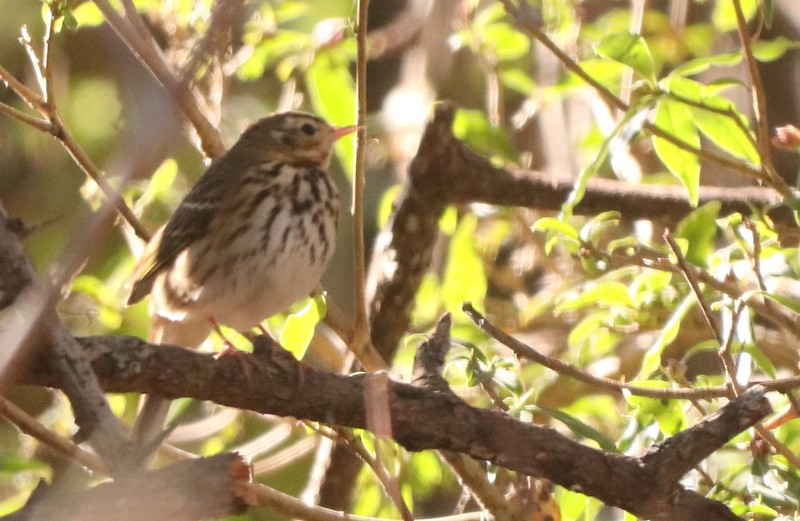 Pipit à dos olive - ML613162338