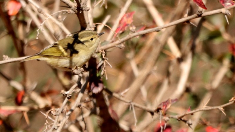 Lemon-rumped Warbler - Kris Webb