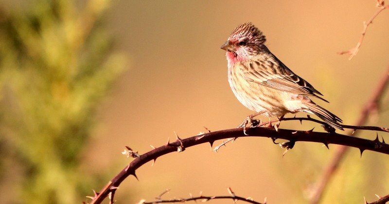 Himalayan Beautiful Rosefinch - ML613162392