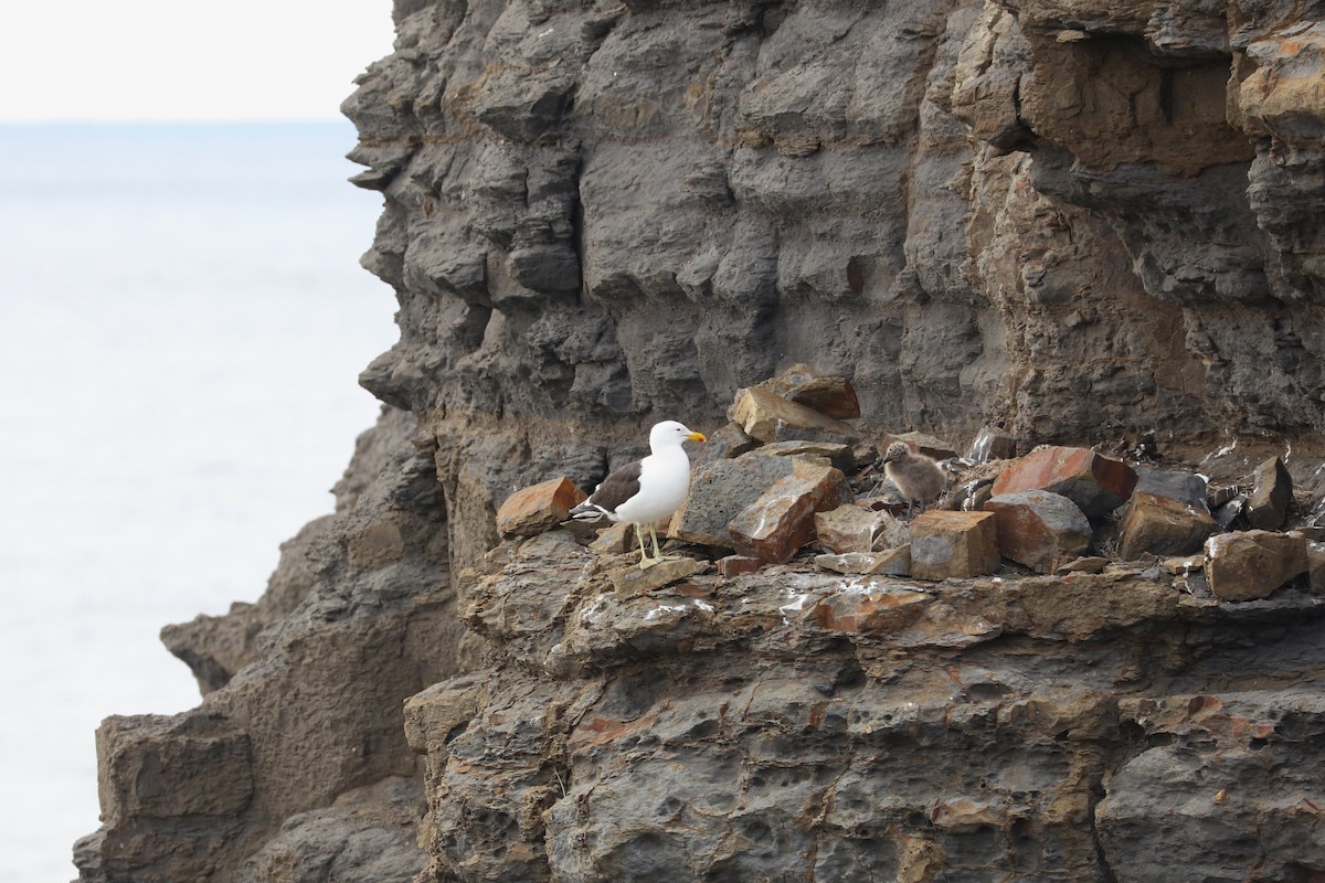 Kelp Gull - ML613162406