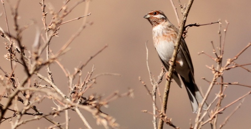 Pine Bunting - ML613162439