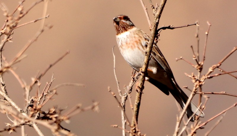 Pine Bunting - ML613162441