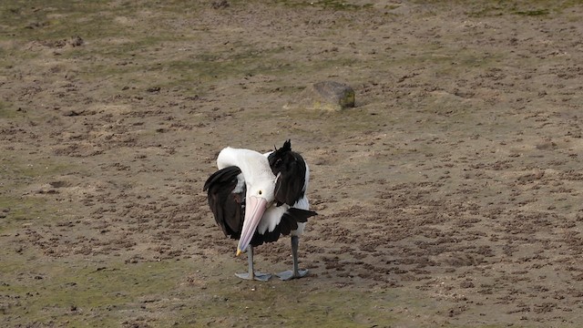 Australian Pelican - ML613162524