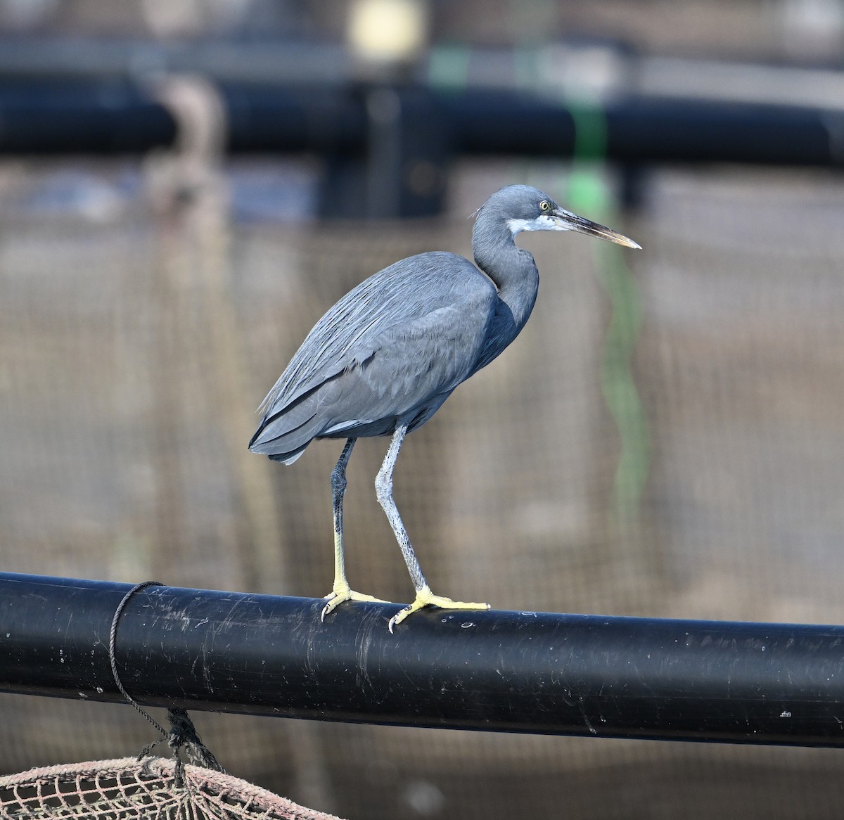 Western Reef-Heron - ML613162590