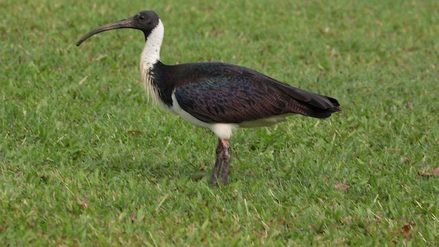 Straw-necked Ibis - ML613162599