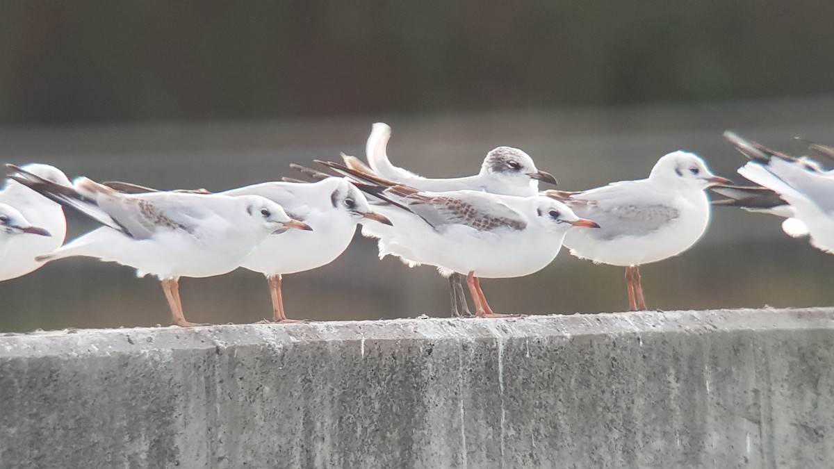 Mediterranean Gull - Ricardo Pérez Rodríguez