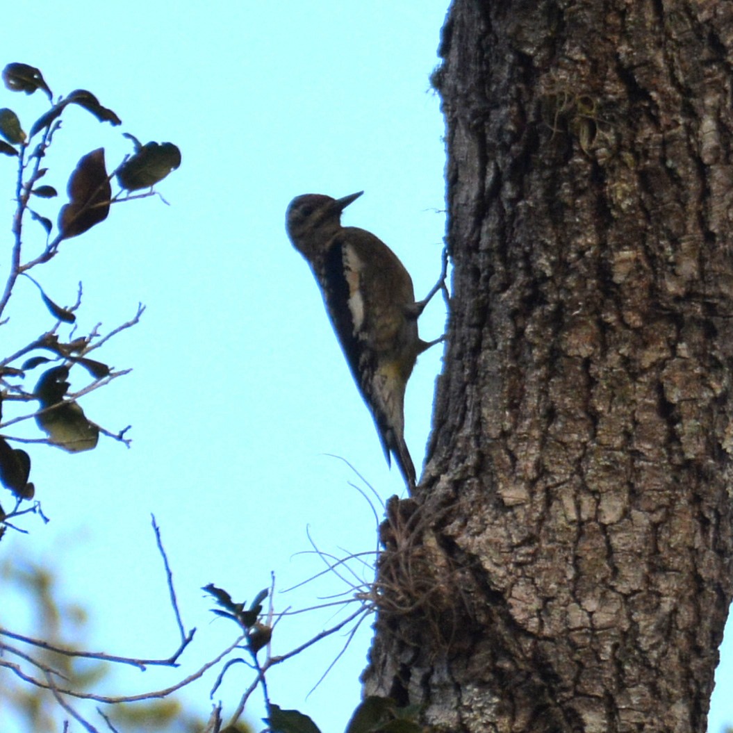 Yellow-bellied Sapsucker - John Whitehead