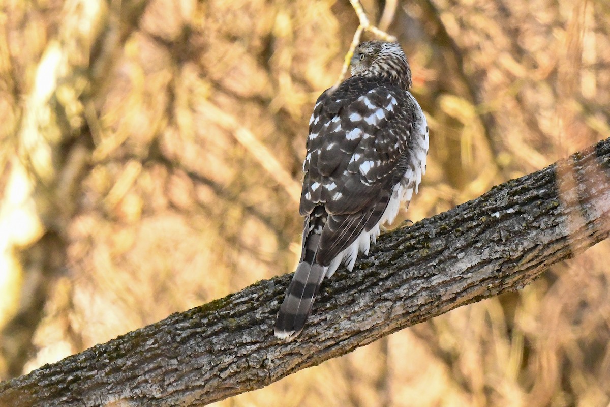 Cooper's Hawk - ML613162683