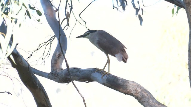 Nankeen Night Heron - ML613162709