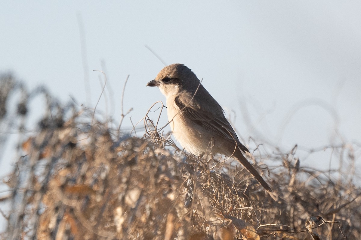 Isabelline Shrike - ML613162800