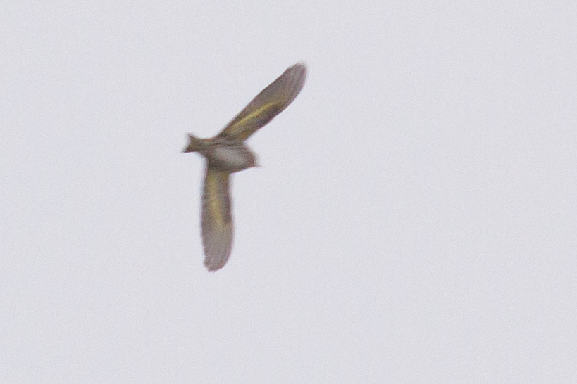 Pine Siskin - Chris Caprette