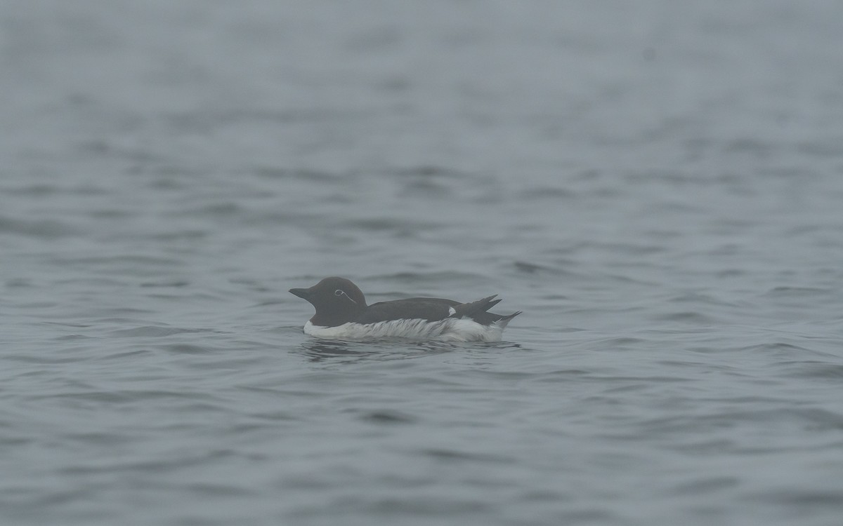 Common Murre - ML613162803