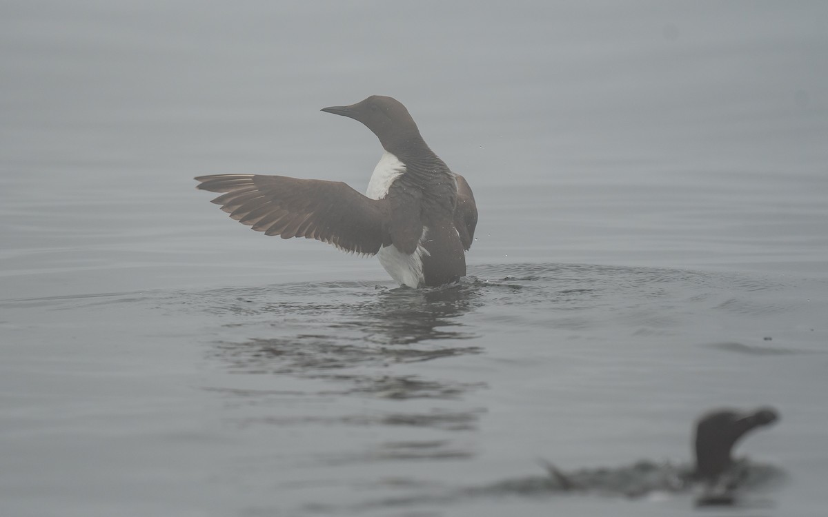 Common Murre - ismael chavez