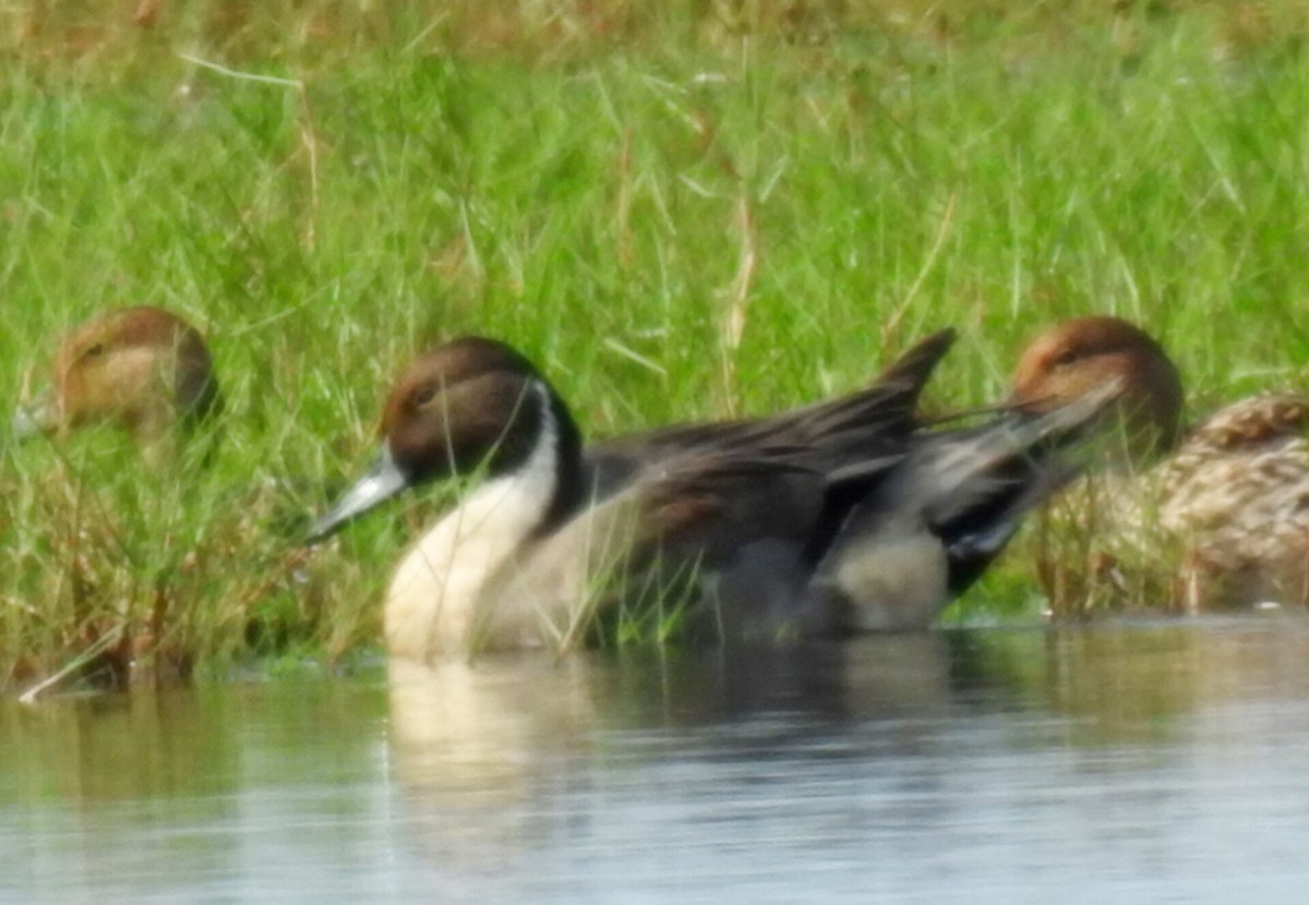 Шовтгор алаг нугас - ML613162817